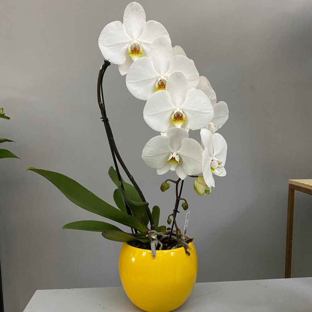 Phalaenopsis Orchidea bianca Cascade con vaso